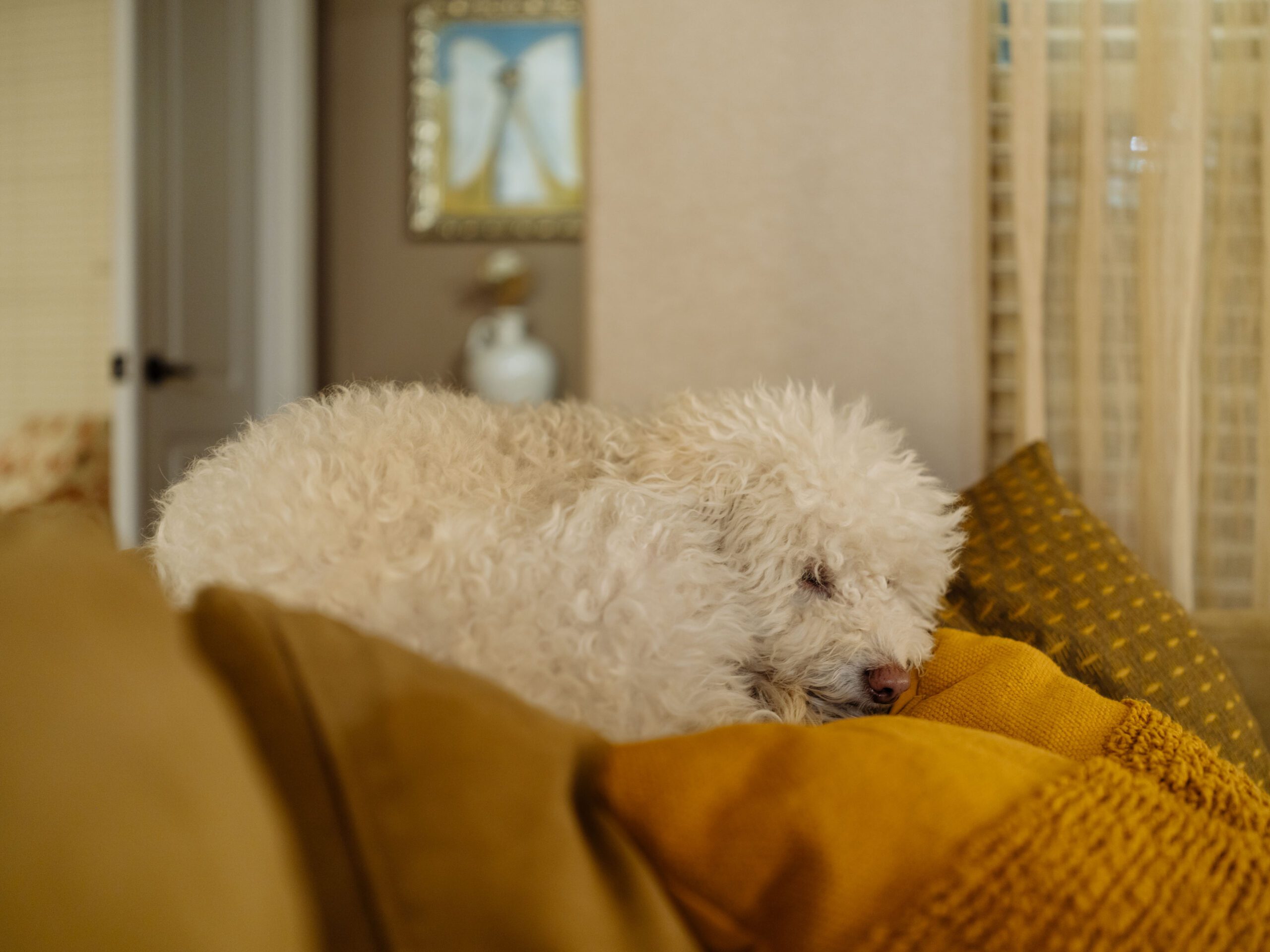 pet photo test for highlight recovery shot at 1/10th of a second on hasselblad x2d2